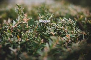 Close up of diamond ring placed on a small branch of an evergreen plant