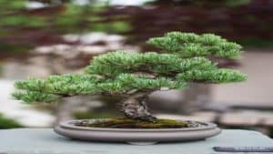 bonsai tree