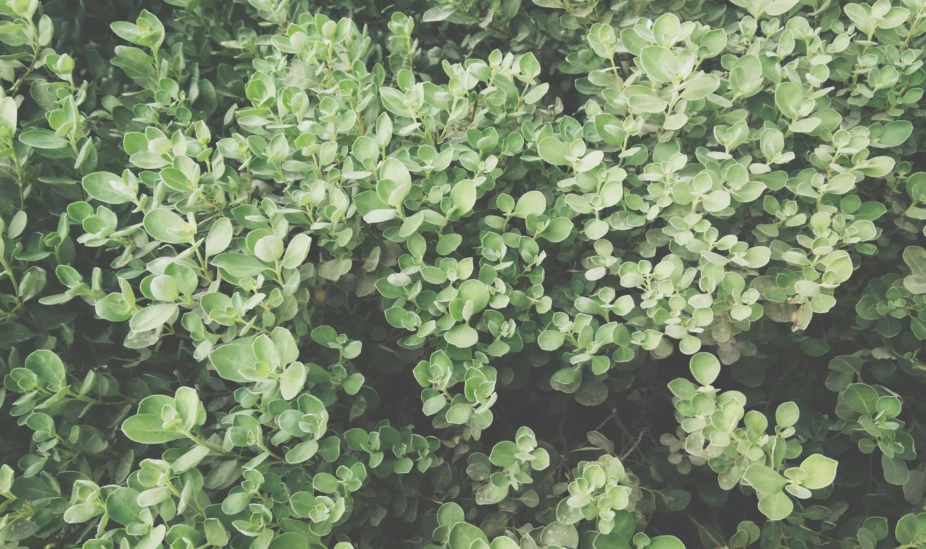 A picture of green leafy branches extend from a bush.