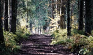 A picture of a forest with a muddy trail.