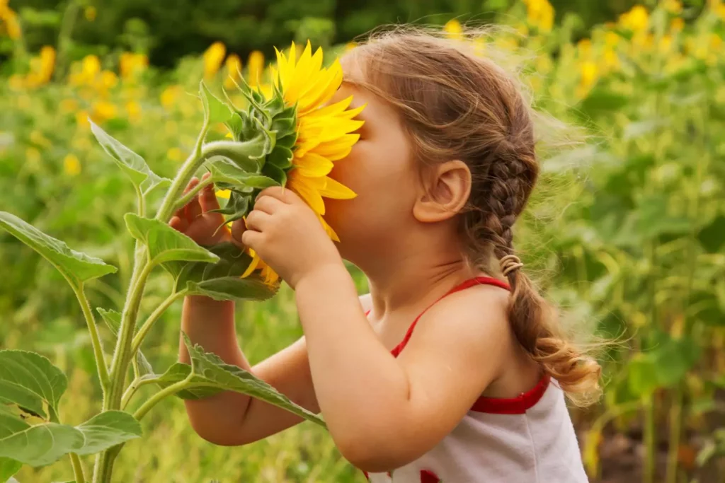 Seeing God through nature. This little girl has her face pressed against a giant sunflower
