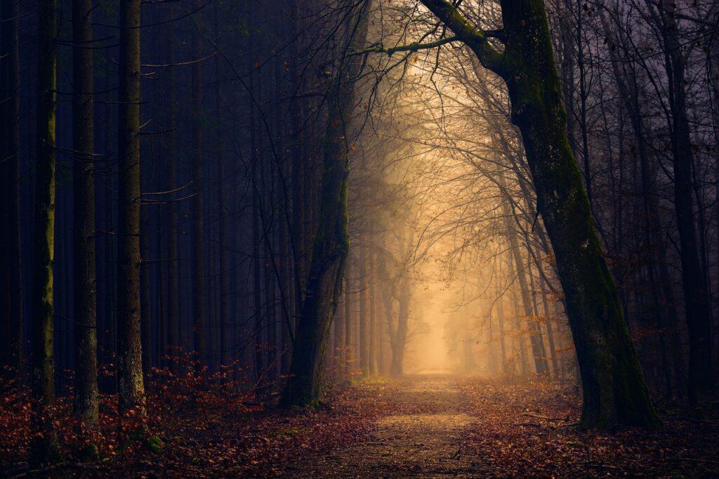 Dark forest pathway leading to light