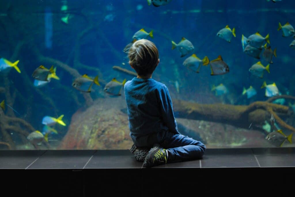child watching fish at aquarium window
