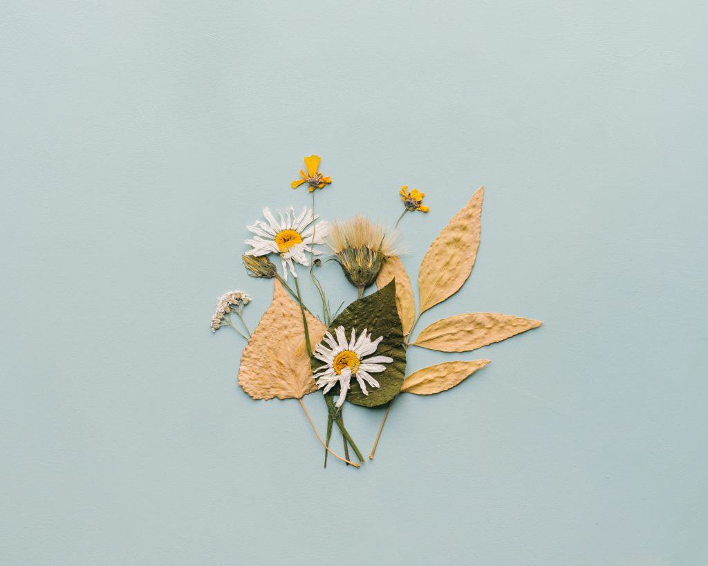 dried pressed plants