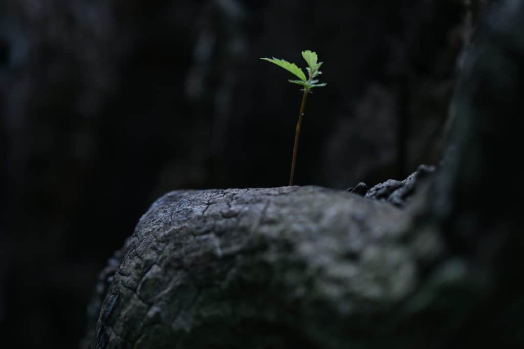 plant sprouting from rock