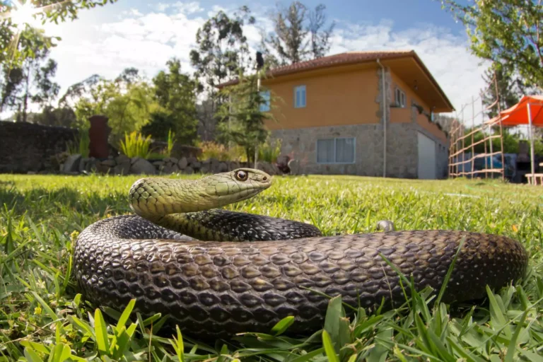 A coiled snake sits on the grass in front of a home, symbolizing the lurking dangers and challenges associated with spiritual warfare.