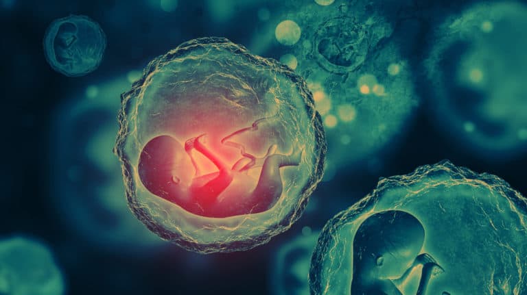 Human fetus on scientific background