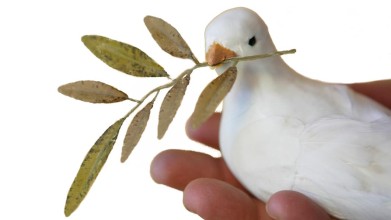 Dove and olive branch
