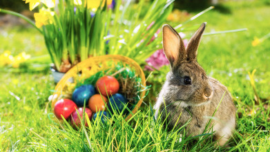 Easter-themed close up of bunny sitting outside next to basket of colored eggs