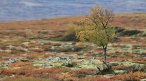 A small tree standing alone in a barren, moss-covered field