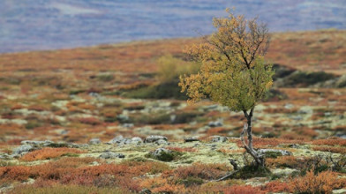A small tree standing alone in a barren, moss-covered field