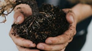 hands holding up pile of soil with a plant growing out of it.