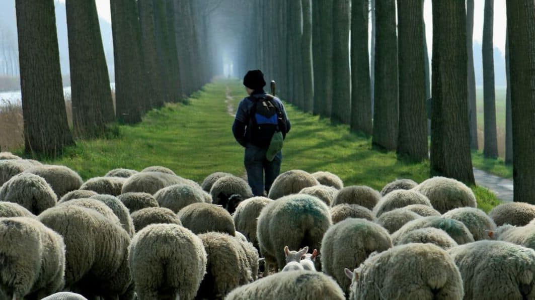 Shown from behind, a shepherd dressed like a hiker leading a flock of sheep down a narrow tree-lined path