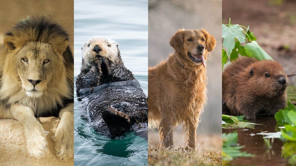 4-animals-personality-test