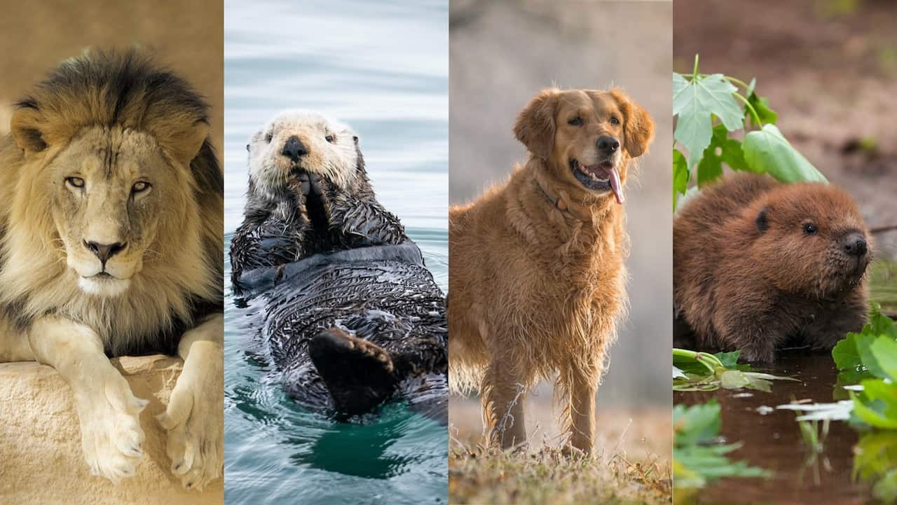 4 Animals Personality Test - Focus on the Family