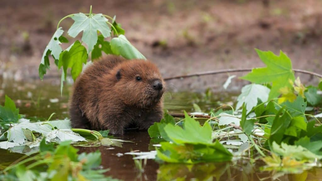 beaver-4-animals-personality-test