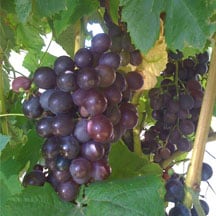 Grapes on Vine