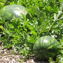 Watermelon