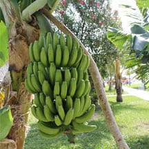 Banana Plant