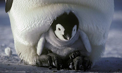 Emperor Penguin