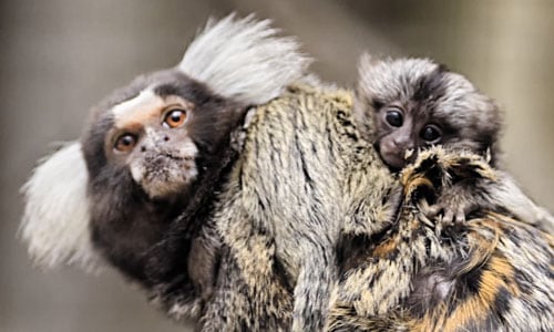 Marmoset