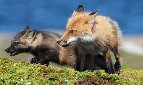Red Foxes