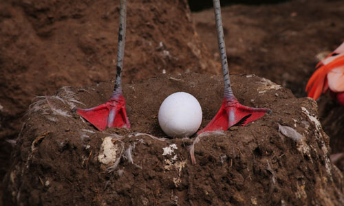 Flamingo Nest