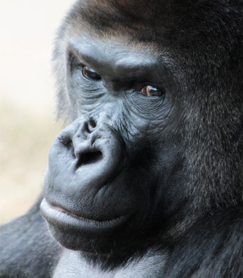 Gorilla