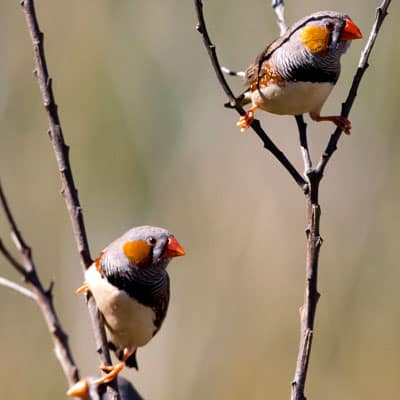 Zebra Finches