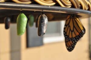 Growth and learning happen as a parent is strategic just like in the picture of the stages of butterfly growth