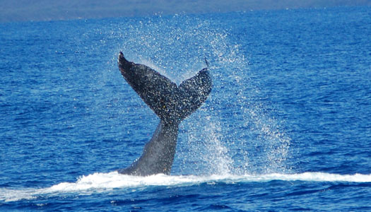 humpback fluke