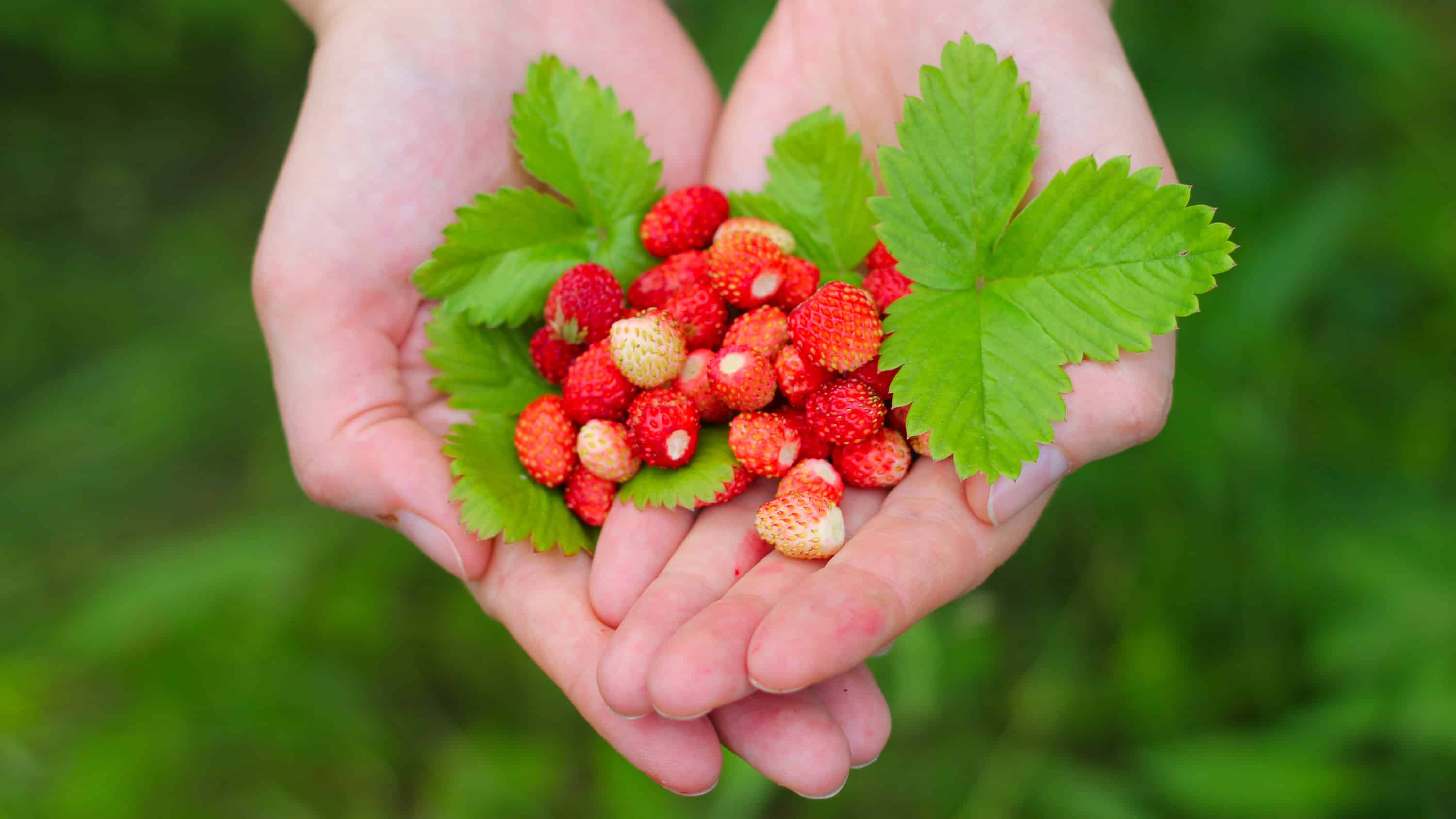 wild strawberries in hands