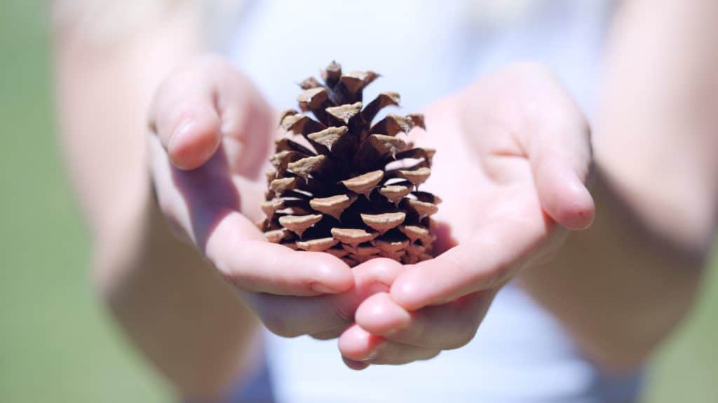 Close up of a pine cone held in a girl's hands