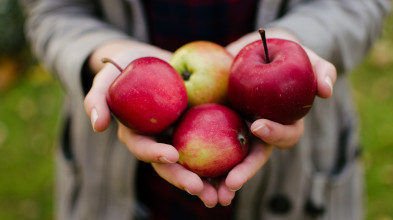 Close-up of a small pile of red apples held in a woman's hand