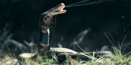 When Interest Turns Into Idolatry