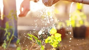 a gardener waters a plant in a garden