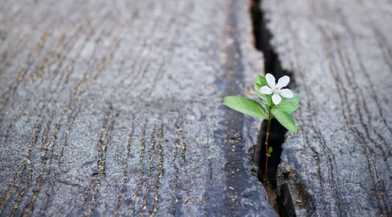 A little flower grows through the black top, encouraging others to choose life.