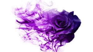 purple rose for child welfare