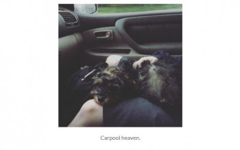 Small dog in a woman's lap as she sits in a car passenger seat