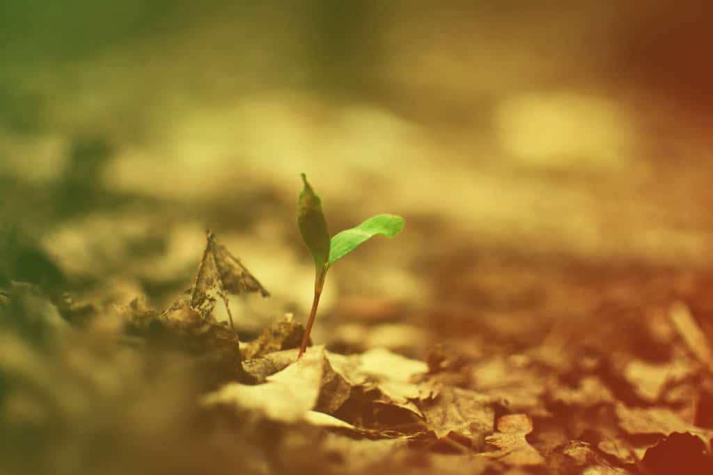 what is discipleship sprout