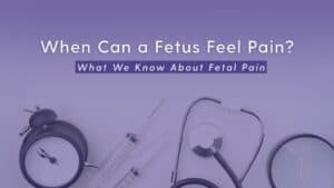 Purple image with the words "When can a fetus feel pain" and "what we know about fetal pain."