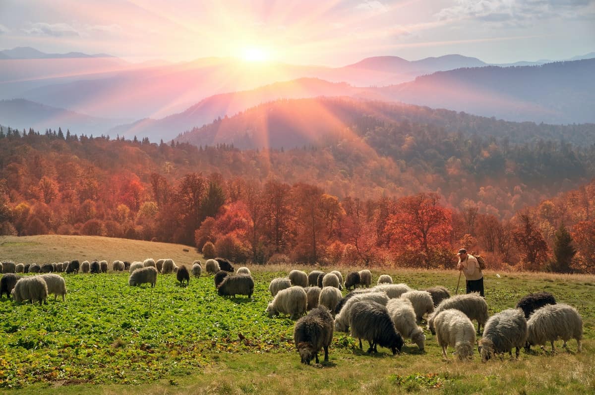 On pastures near the beautiful mountain peaks live in huts Hutsul shepherds Ukraine herding sheep in summer. Sometimes they remain until the fall, do not come until the cold.
