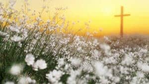 A single cross in a beautiful meadow of white wildflowers.