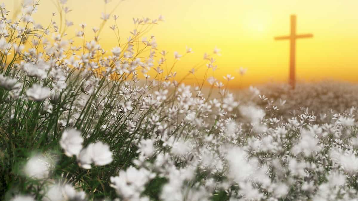 A single cross in a beautiful meadow of white wildflowers.