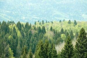 Healthy, colorful coniferous and deciduous forest with old and big trees in desolate wilderness area of a national park. Sustainable industry, ecosystem and healthy environment concepts.