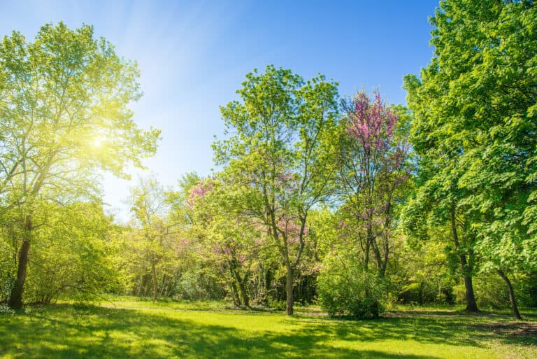 backyard and garden with manu trees and grass on lawn