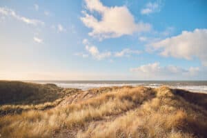 Grass Dunes in Denmark. High quality photo