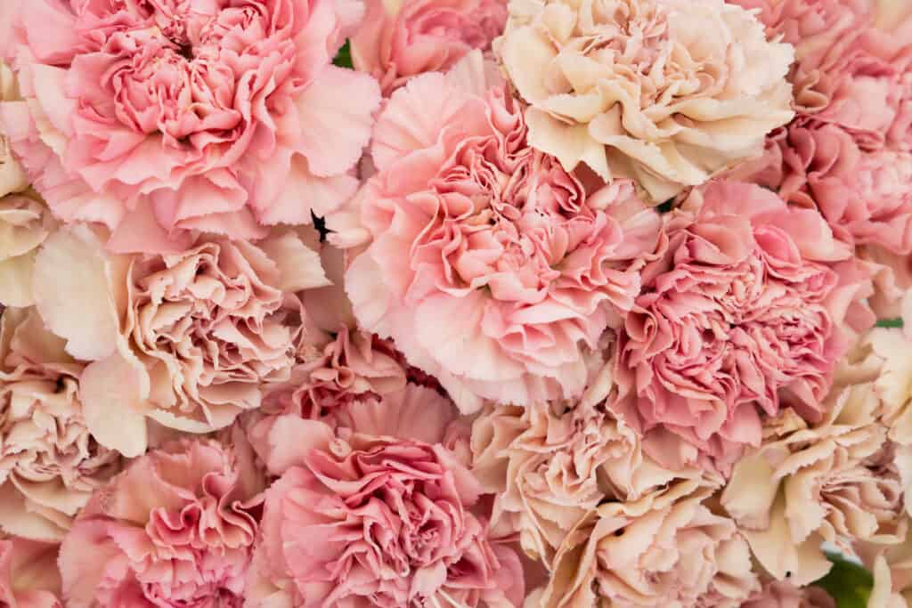 Floral blush and pink carnation flat lay flower background.