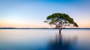 Photo of a tree gwroing on an island in the middle of a lake, at sunrise.