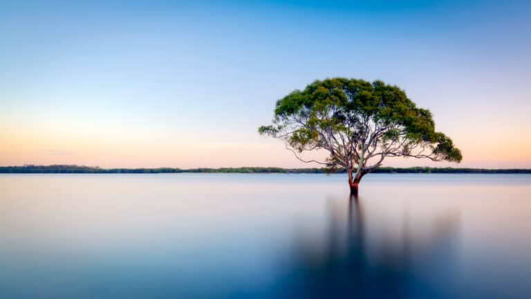 Photo of a tree gwroing on an island in the middle of a lake, at sunrise.